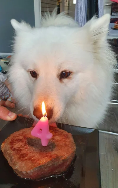 3t3r - Dzisiaj piesek urodzinowy :)

#samoyed #Yuki #pokazpsa #urodziny #psy