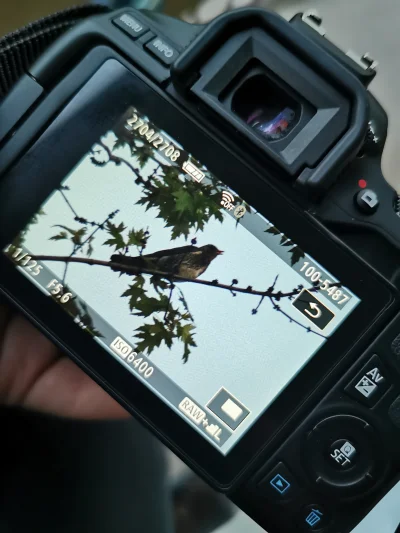 Damianowski - Mam jednego bakłażana XD
#ptaki #fotografia #przyroda