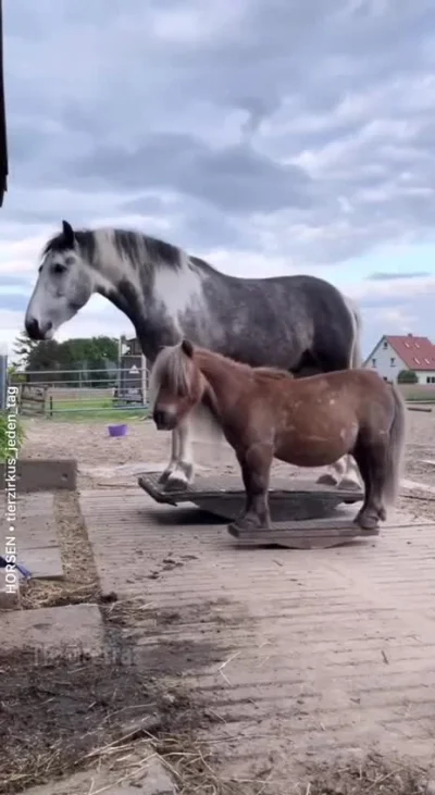 contrast - "Koń na biegunach" ( ͡° ͜ʖ ͡°)ﾉ⌐■-■

Okazuje się, że konie uwielbiają hu...