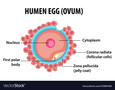 henoch - > Czujesz, jakby ludzie też rodzili jajka?

@Matemit: tak wygląda ludzkie ...
