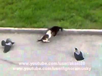 wislowunsz - @pierdze: a propos 6
Jak ktoś nie widział - wrony podkręcają koty do bó...