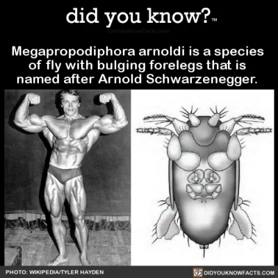 RedSensej - Arnold jest takim kozakiem, że w 2018 roku nowo odkrytą muchówkę nazwano ...