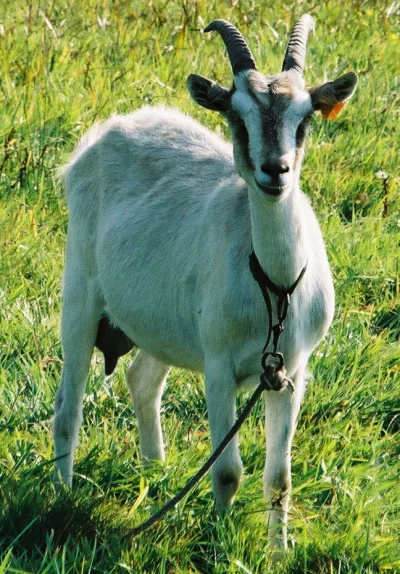 zzzmateuszzz - #goat #koza #f1