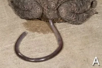 A.....a - Żywy wąż wystajacy z pupy ropuchy
