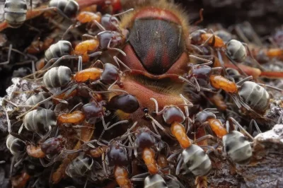 cheeseandonion - >Liometopum ants are working in unison to hunt a hornet

#zbliska ...