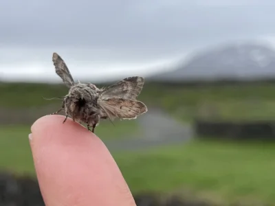 cuda_maker - Nocena księżycówka (Calophasia lunula) Od razu mówię, że nie mam pewnośc...