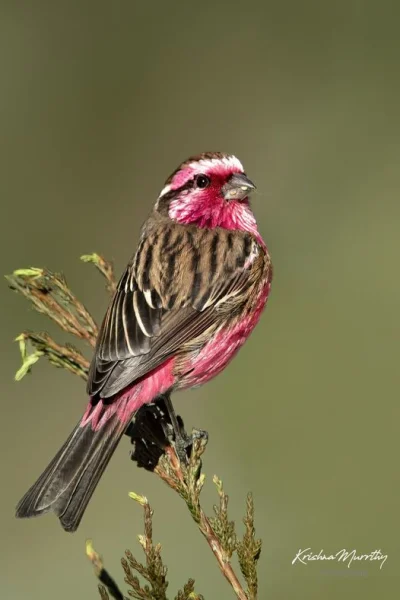 Lifelike - Dziwonia smugowana (Carpodacus thura)
Głos
Autor
#photoexplorer #fotogr...