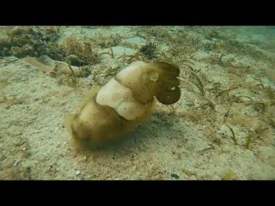 Obruni - #diving #nurkowanie #obruninurkuje Ślicznotka z Filipin.
#diving
