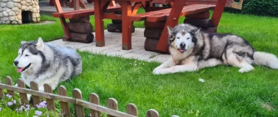 Ociec - To nie Husky, to Alaskan Malamute- zupełnie inna rasa. Mam w domu obydwie ras...