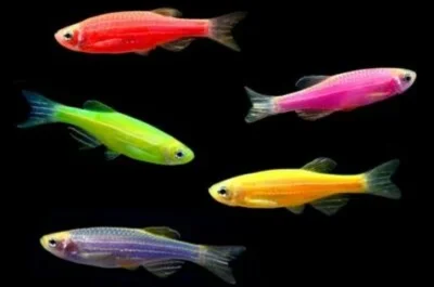 RKN_ - @titus1: żarty żartami ale np.'fluorescencyjne' rybki Danio są sztucznie wycho...