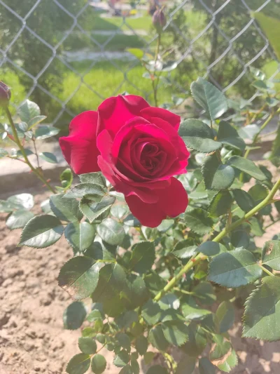 Sylwunia - Moja pierwsza róża, jest dosłownie idealna 乁(♥ ʖ̯♥)ㄏ
#kwiaty #ogrod #ogrod...