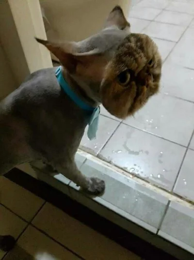 Shewie - Strzyżenie kota do oceny.

#koty #fryzjerstwotomojapasja