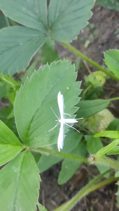 wujeklistonosza - Wie ktoś co to za owad? Pierwszy raz widzę, w truskawkach siedział
...