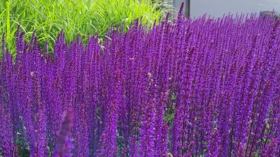 przebrzydlak - Czerwiec w moim ogrodzie :)
#ogrodnictwo #ogrod #pszczoly #rosliny #d...