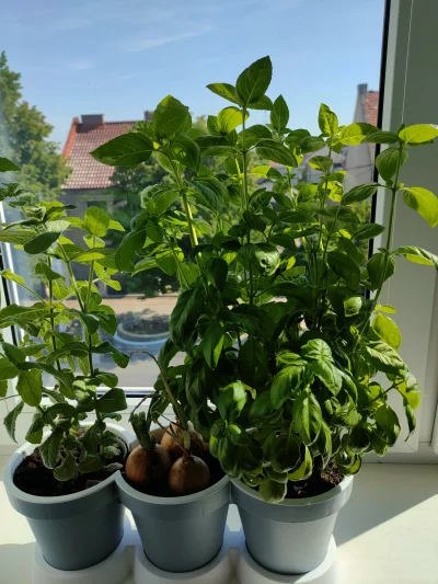 Julek00 - @chixi ja chyba swoją zacznę przycinać bo nie nadążam zjadać