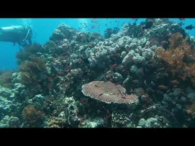 Obruni - #obruninurkuje #nurkownie #diving #filipiny .Filipiny, Mindoro, Verde Island...
