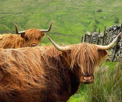 paaszczaktaxi - Scotish Angus zwany też Highland Cow/red Cow.
Uchwycone w okolicach A...