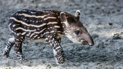 K.....k - @klocus: mlody tapir
