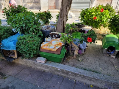 TheArturoO - Prowizoryczne domki dla kitku w Grecji (｡◕‿‿◕｡) #koty #grecja