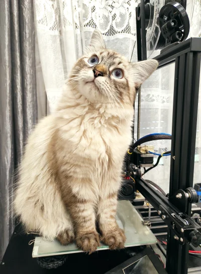 kecajek - Ładnego wydrukowałem sobie kotka w 3D?? 
Jak ktos będzie chciał stl-a, to ...