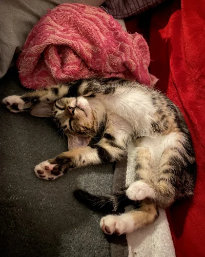 jastey - Po całym dniu spania należy się odpoczynek. #koty #pokazkota #kitku