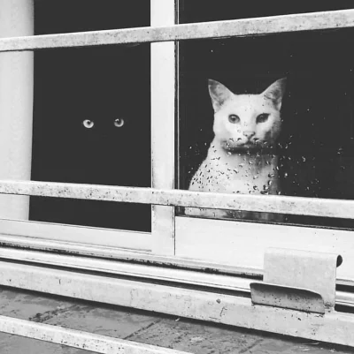 beriam - #koty 
#pic 
#oczyboners
#czarnobiale