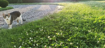 krossmaker - U wszystkich sąsiadów chodzą kosiarki i strzyżą #trawnik na 2 cm od ziem...