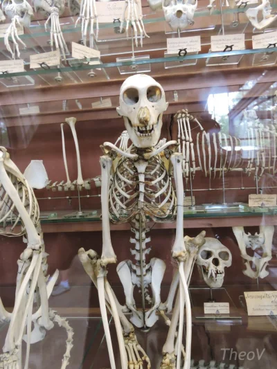 f.....g - Szkielet nosacza sundajskiego #zwierzeta #malpy #nosaczsundajski #biologia