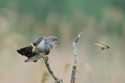 Lifelike - Kukułka (Cuculus canorus) vs rokitniczka (Acrocephalus schoenobaenus)
Aut...