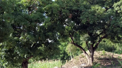 mateoaka - A tak wygląda drzewko mango. Owocuje cały rok. Zerwiesz owoc, zaraz wyrast...