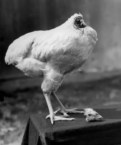wfyokyga - Miracle Mike, kurczak który żył bez głowy 18 miesięcy 1945-1947.
https://e...