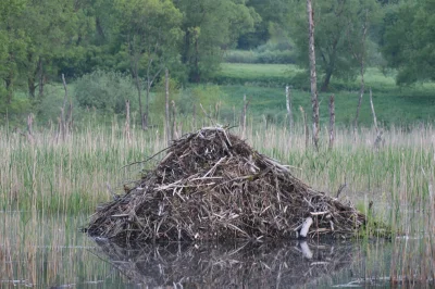 MalyBiolog - Nie rzucim ziemi, skąd nasz bóbr >>> ZNALEZISKO

Pocztówka z Polski to...