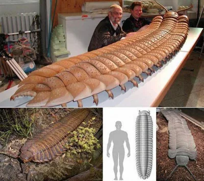 implpl - @KaenKania: The biggest bug known to ever live. The Arthropleura Millipede t...