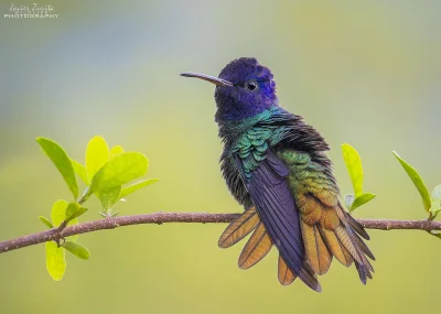 Lifelike - Złotogonek (Chrysuronia oenone)
Autor
#photoexplorer #fotografia #ornito...