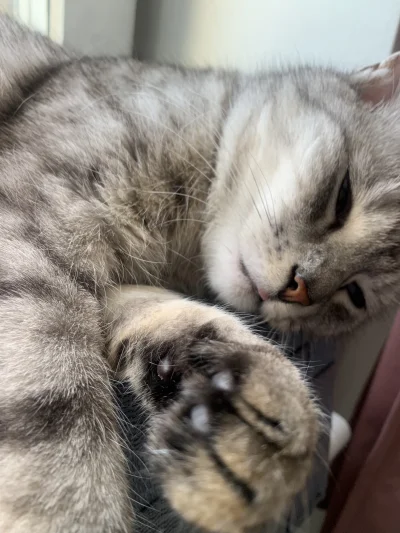 Magdozaur - Jakby spała 

#mlem #pokazkota #koty #katzenpfotchen