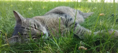 palaczobserwator - Trawiasta drzemka (ʘ‿ʘ)
#kot #koty #pokazkota