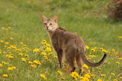 Ssslave - Dawniej koty żyły na polach, głównie polując. Żywiły się tym co udało im si...