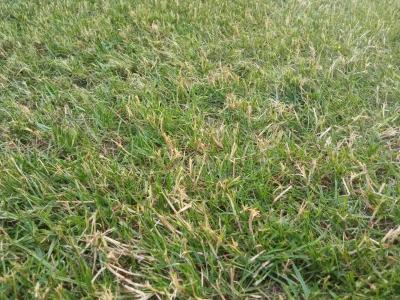 bgjm - Mam 2 pytania dotyczące trawnika.
Co to są te suche źdźbła na trawniku? Są wsz...