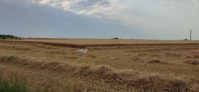 PiotrFr - Burza w nocy przerwała żniwa. Połowa czerwca i będzie koniec zaraz.
A podo...