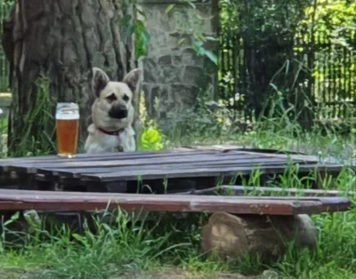 chione - #pies #piwo #niedziela