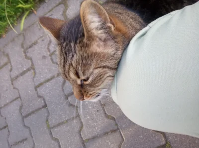 Mlody_jeczmien - Kotek zawsze przychodzi do chłopa na mizianko za uszkiem. Zwierzęta ...