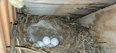 PachneImbirem - Mała aktualizacja - samiczka doniosła jeszcze trzy jajka. :) Będzie 6...