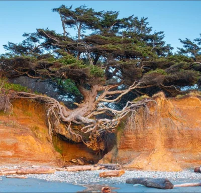 4pietrowydrapaczchmur - „Drzewo życia” w stanie Waszyngton

Drzewo życia w Olympic ...