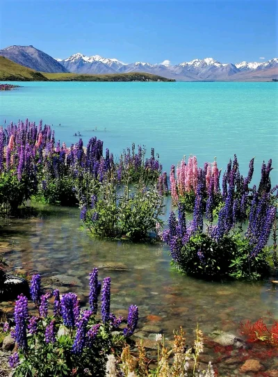 Borealny - Nowa Zelandia, jezioro Tekapo
#earthporn #nowazelandia #podroze #fotografi...