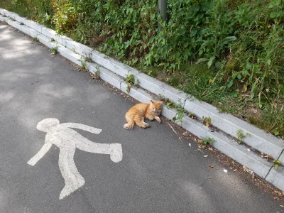 groman43 - Dzień dobry! Jestem kitku i leżę sobie na chodniku. Pomiziaj!

#koty #ko...