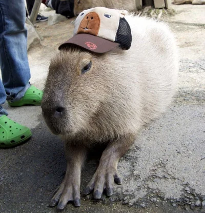 AgentKokos - #codziennakapibara