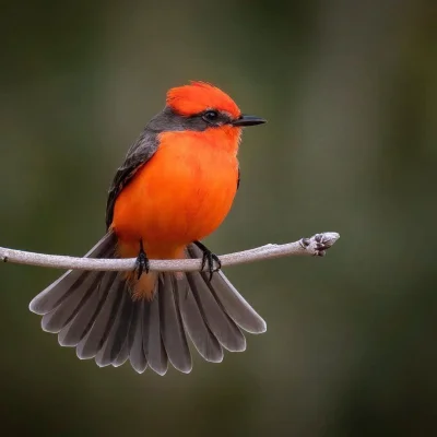 Borealny - Żarek zmienny (Vermilion flycatcher)
Autorka 
#ptaki #ornitologia #zwierze...