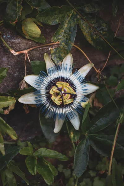 lebele - Męczennica (Passion flower)

#fotografia #natura #boysinbristol