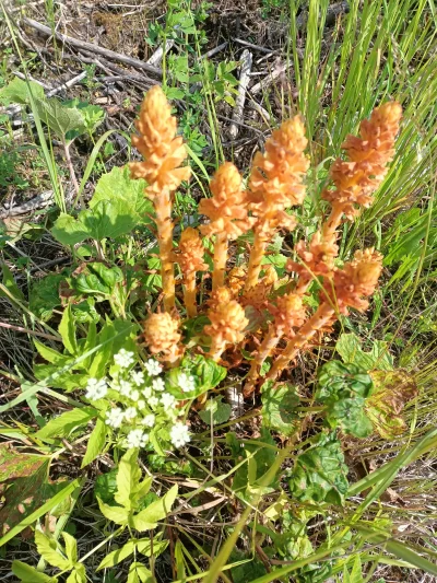 Srasklacz - Co to za roślina?
#storczyk #pytaniedoeksperta #rosliny #las #przyroda