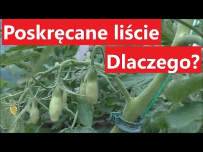 Niewiemja - @KrolWlosowzNosa: @tito17: Ja mysle ze tam widze mikrouschniecia na brzeg...